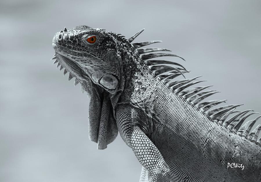 Dragon Photograph - Pugnacious by Patrick Witz