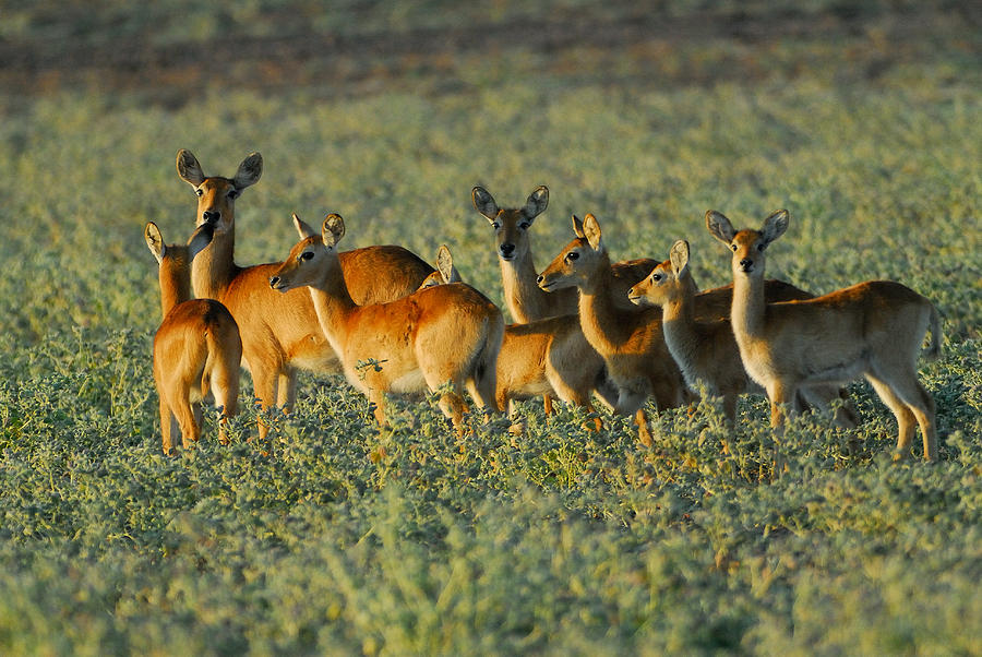 Wildlife Photograph - Puku Herd by Stefan Carpenter