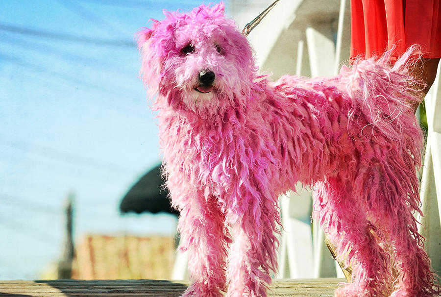 Dog Photograph - Puli In Pink by Fraida Gutovich