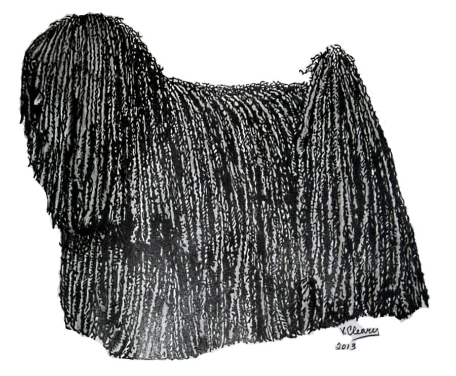 Dog Drawing - Puli by Virginia Cleary