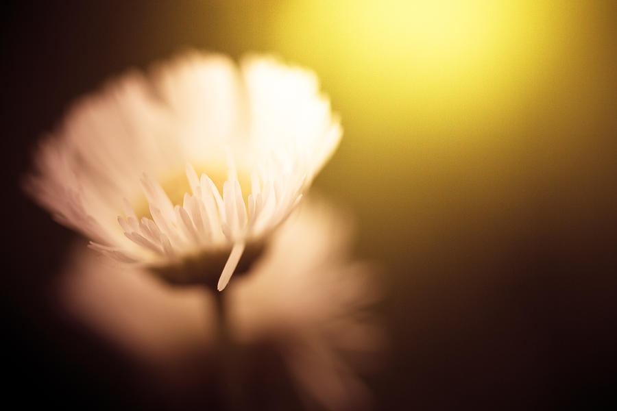 Daisy Photograph - The Warmth Of The Sun by Shane Holsclaw