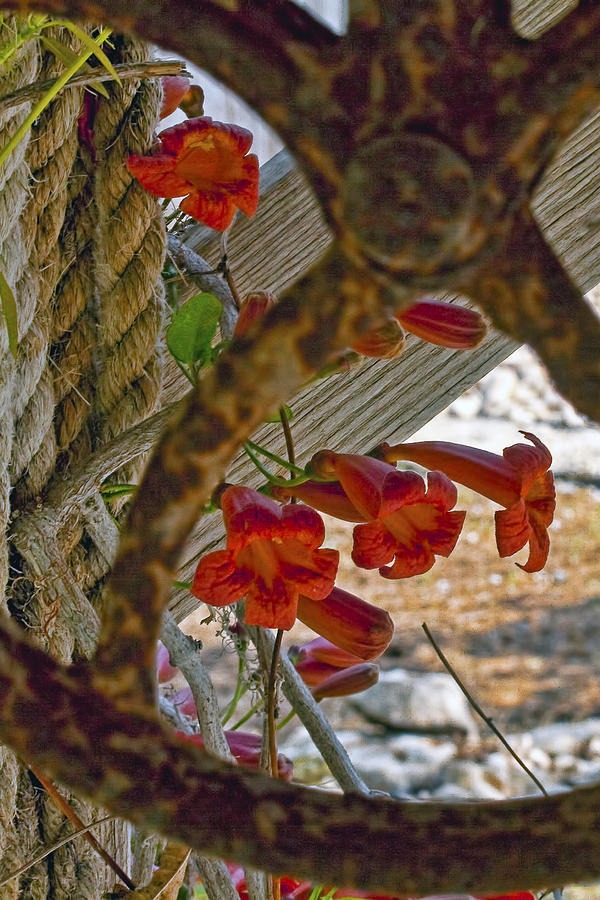 Flowers Still Life Photograph - Pulley Wood and Vine by Gary Holmes