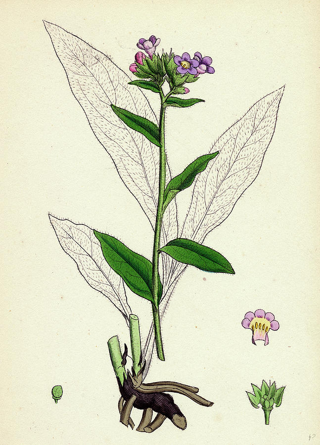 Pulmonaria Angustifolia Narrow-leaved Lungwort Drawing by English ...