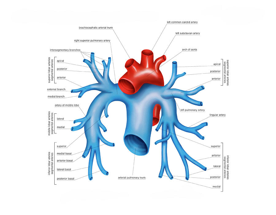 Pulmonary Artery Segmental Anatomy