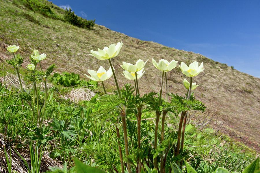 Nature Photograph - Pulsatilla Alpina Apiifolia In Flower by Bob Gibbons