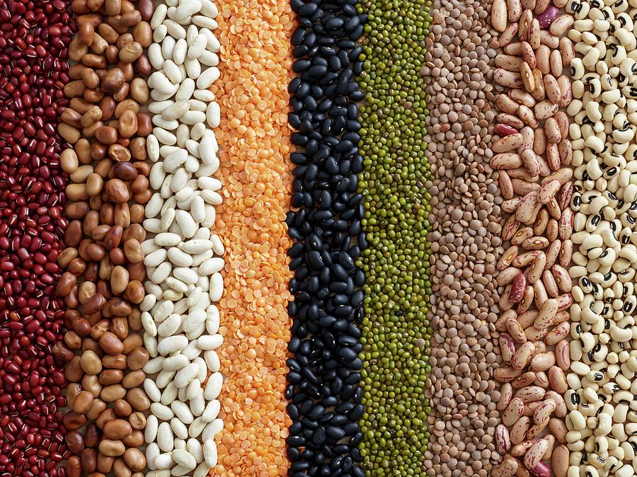 Pulses In Rows Photograph by Science Photo Library - Fine Art America