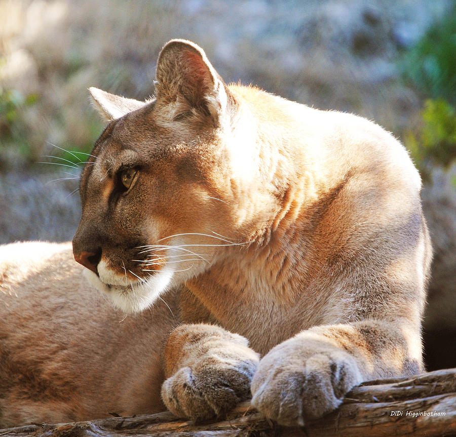 Puma 3 Photograph by DiDi Higginbotham | Fine Art America