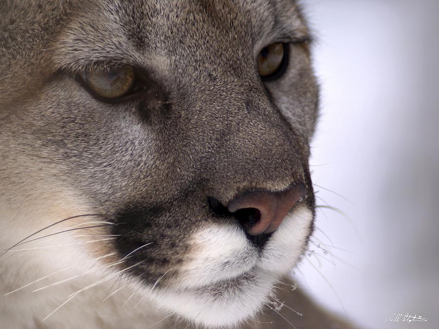 Puma Photograph by Bill Stephens
