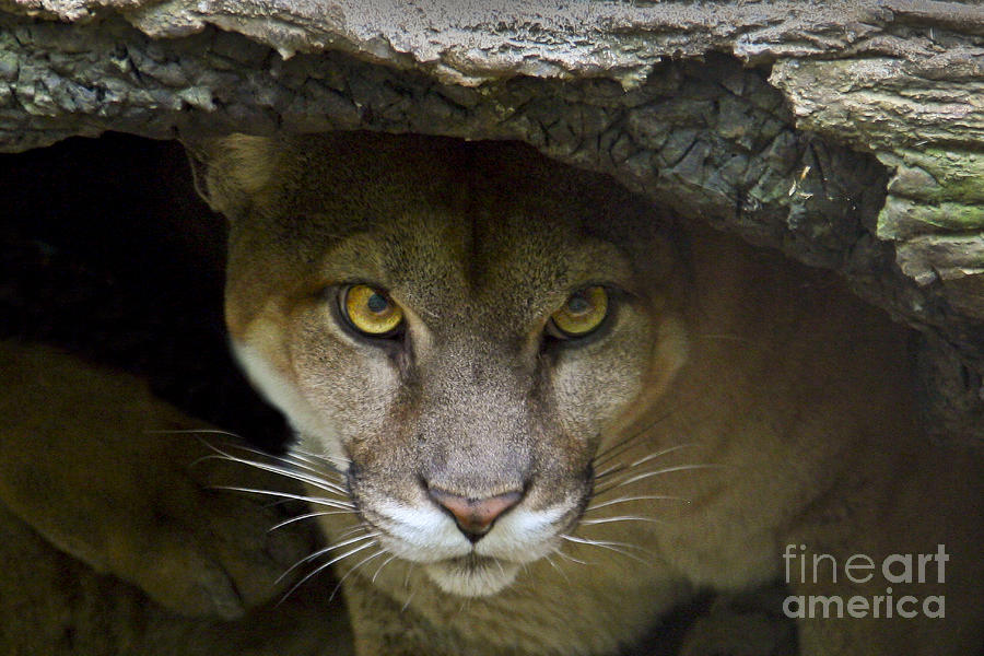 Puma Photograph by Bob Hislop