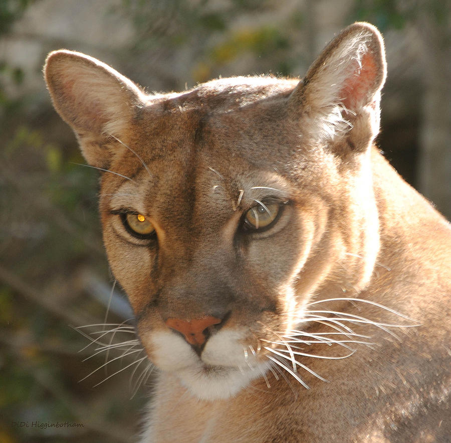 Puma Closeup by DiDi Higginbotham