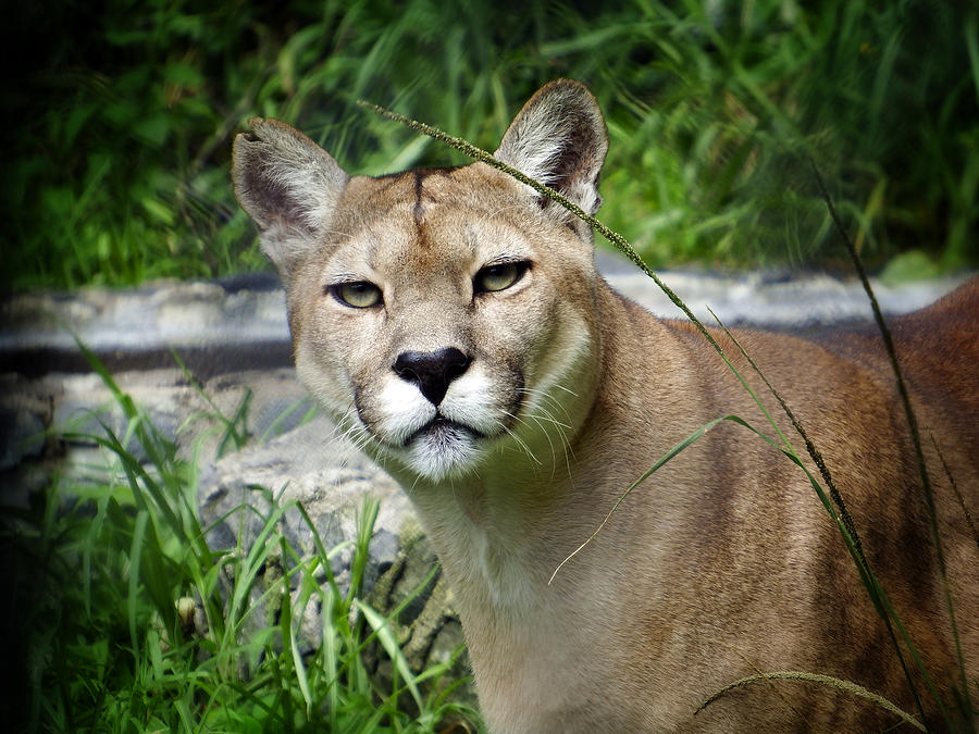 Puma Concolor Photograph by Kurt Van Wagner