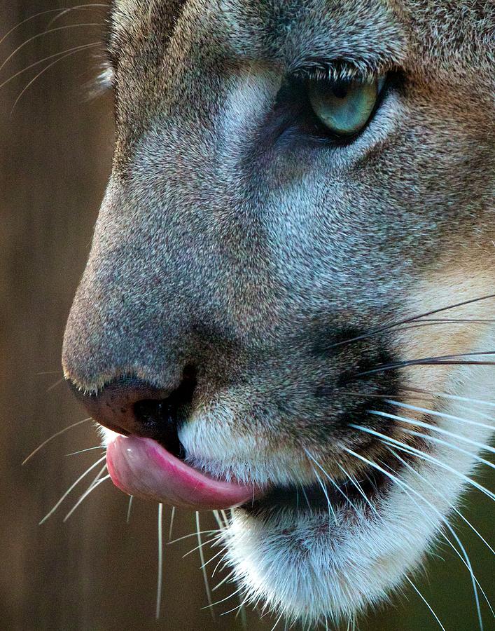 Puma Photograph by David Beebe