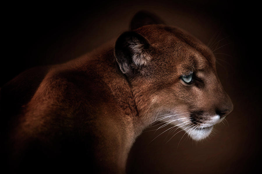 Animal Photograph - Puma by Doris Reindl
