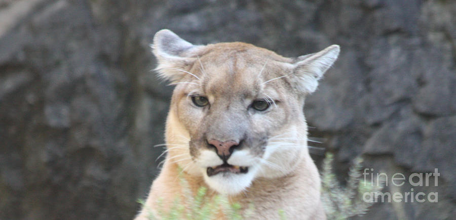 Puma Head Shot Photograph by John Telfer