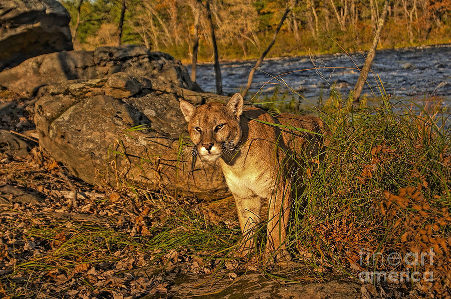 Puma Photograph by Jack Milchanowski