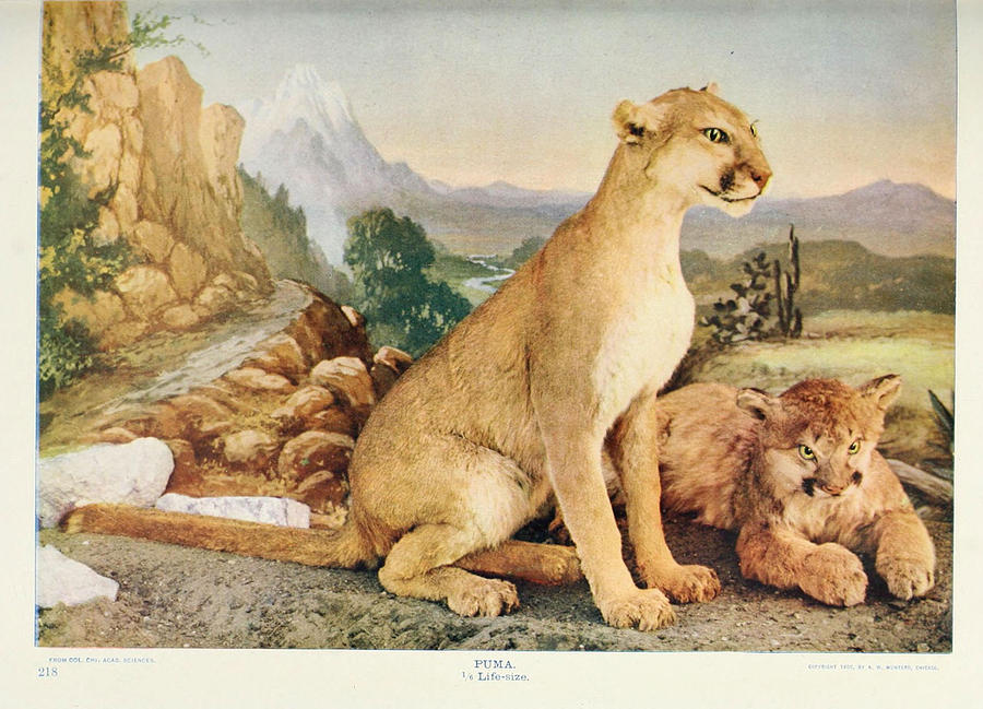 puma art