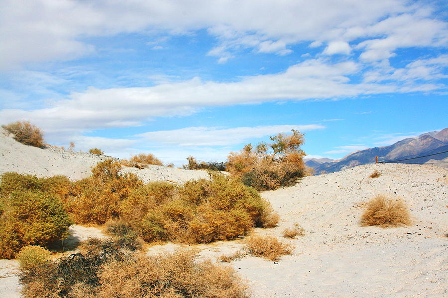 Pumice Sand And Sagebrush Photograph by Marilyn Diaz