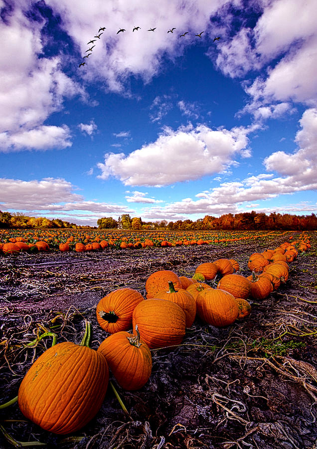Pumpkin Photograph - Pumkin Daze by Phil Koch