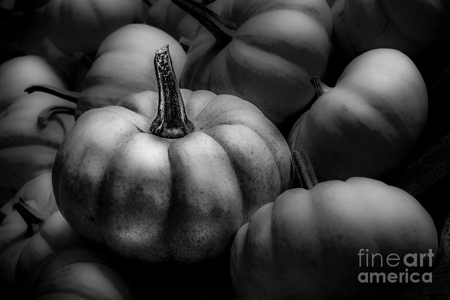 Pumkin Photograph by Michael Arend