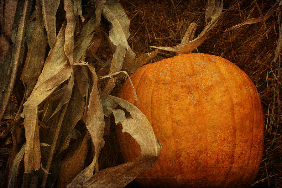 Pumpkin and Cornstalks Photograph by Nikolyn McDonald