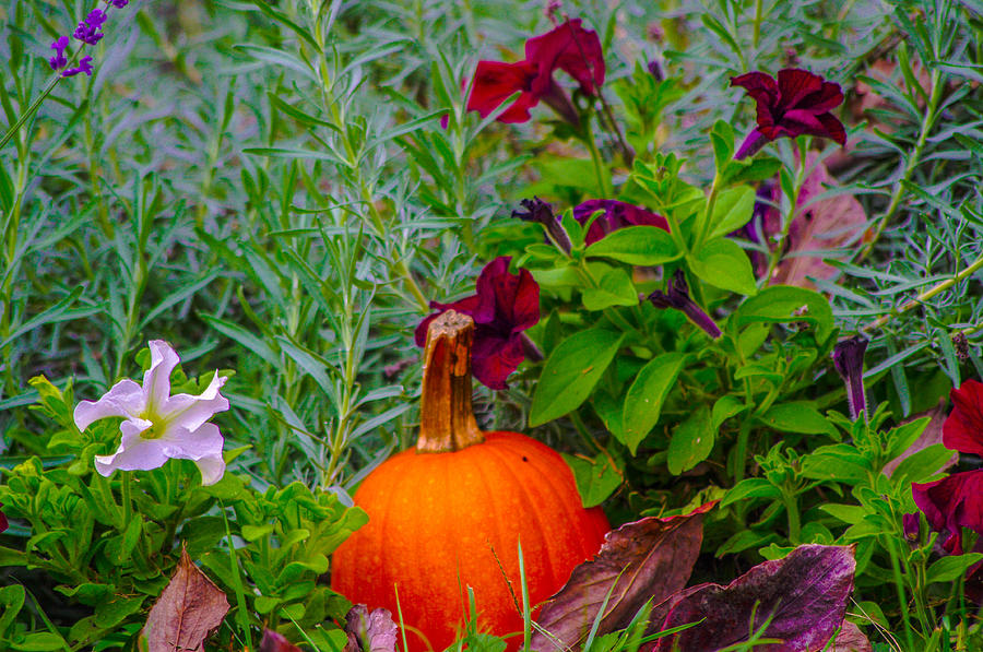 Pumpkin And Flowers Photograph by Gerald Kloss