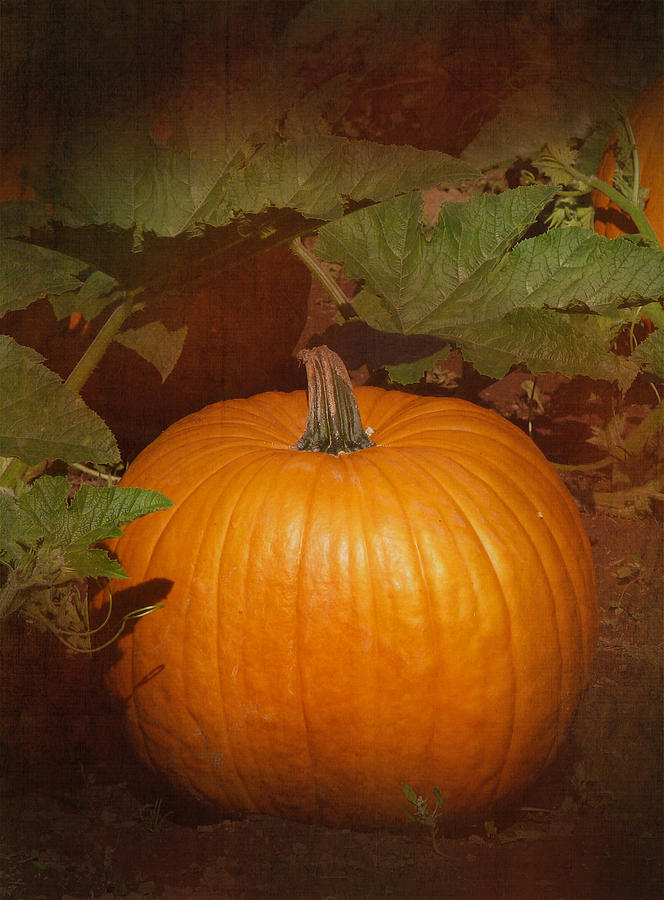 Pumpkin Photograph by Angie Vogel