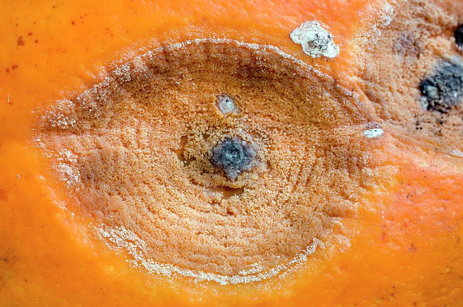 Pumpkin Black Rot Photograph by Science Photo Library Pumpkin Black Rot Photograph by Science Photo Library