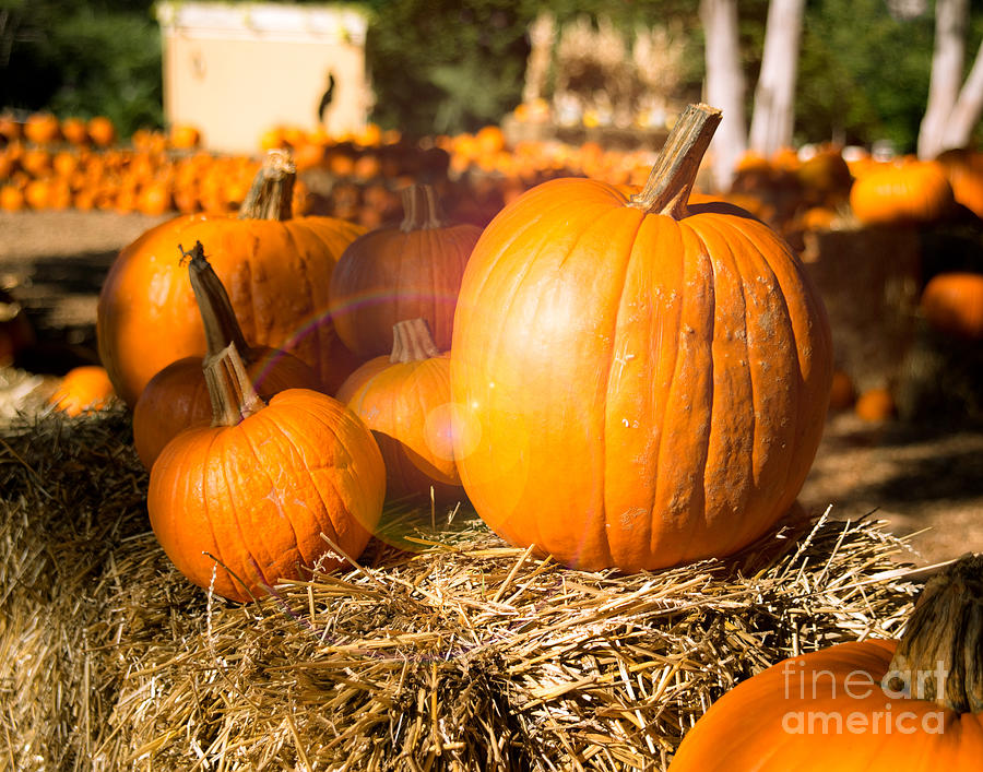 Pumpkin Bokeh Photograph by Sonja Quintero - Fine Art America