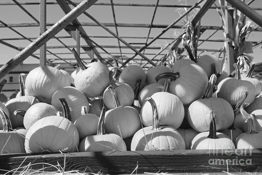 Fall Photograph - Pumpkin Cart by Mary Haber