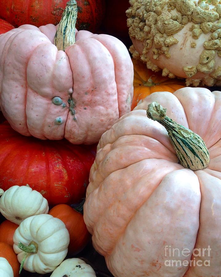 Pumpkin Choice Photograph by Susan Garren