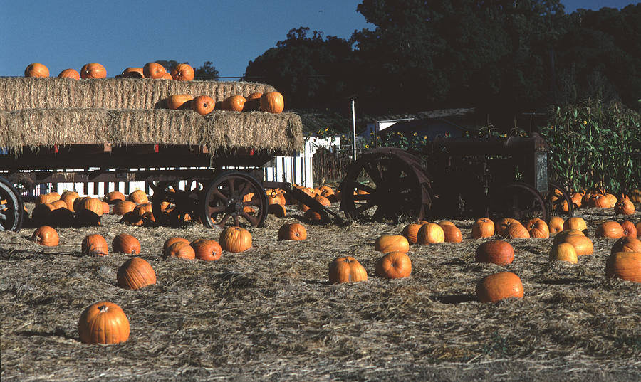 Pumpkin Field Hay Wagon Photograph by Tom Wurl