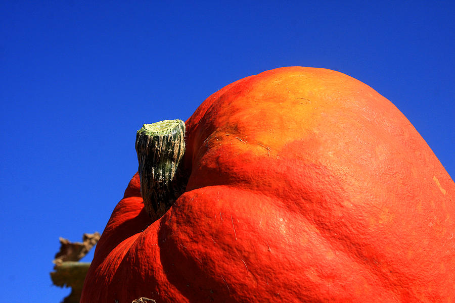 Pumpkin Photograph by Emanuel Tanjala
