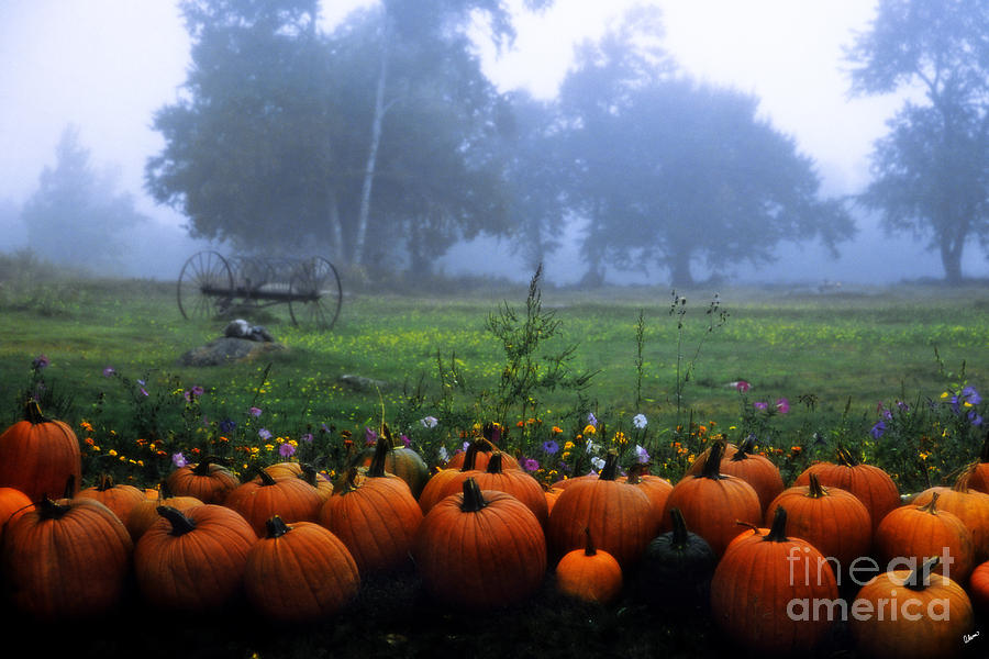Pumpkin Farm Photograph by Alana Ranney