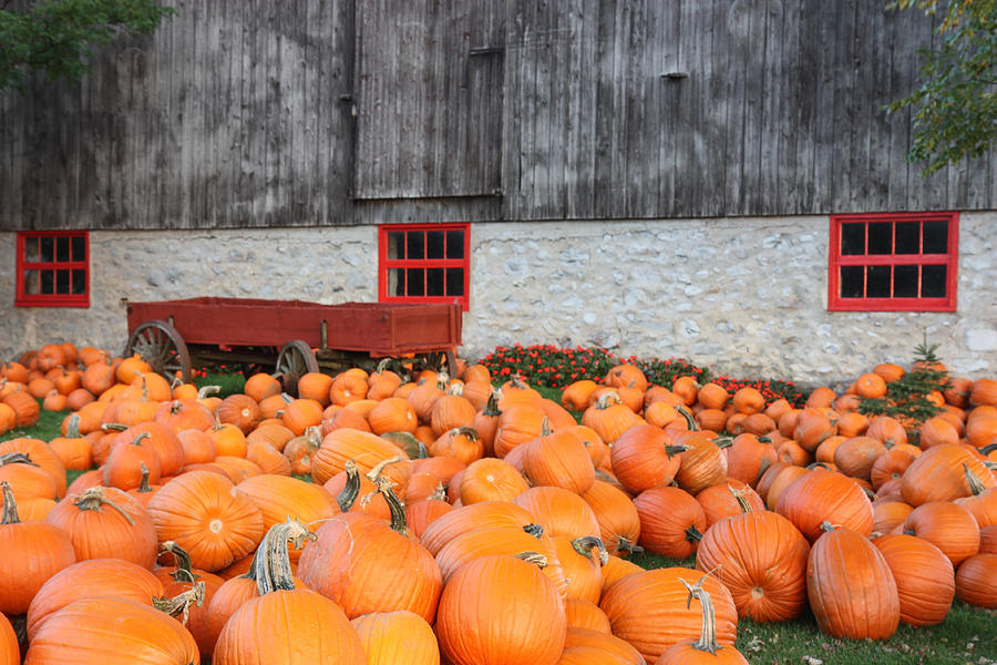 Pumpkin Photograph - Pumpkin farm by Nick Mares