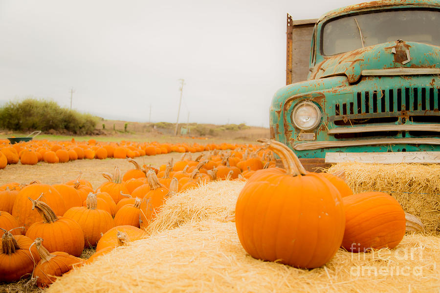 Pumpkin Farm Photograph by Theresa Ramos-DuVon