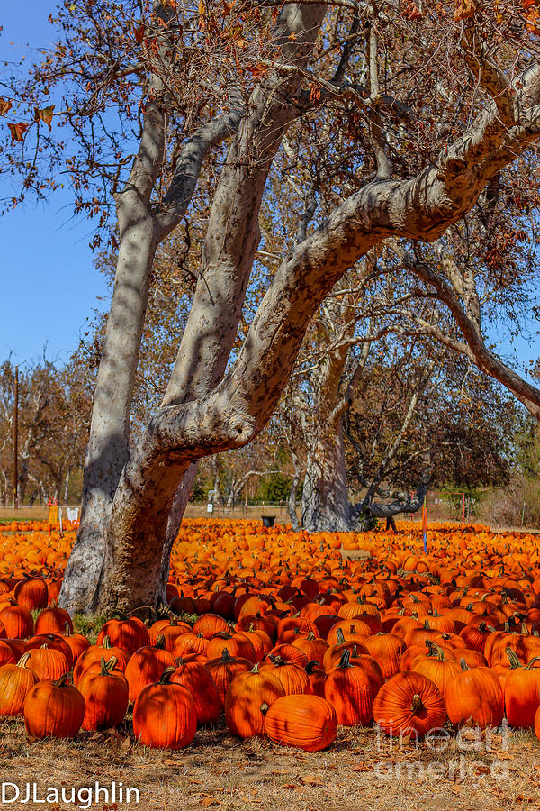 Pumpkin Field Photograph by DJ Laughlin