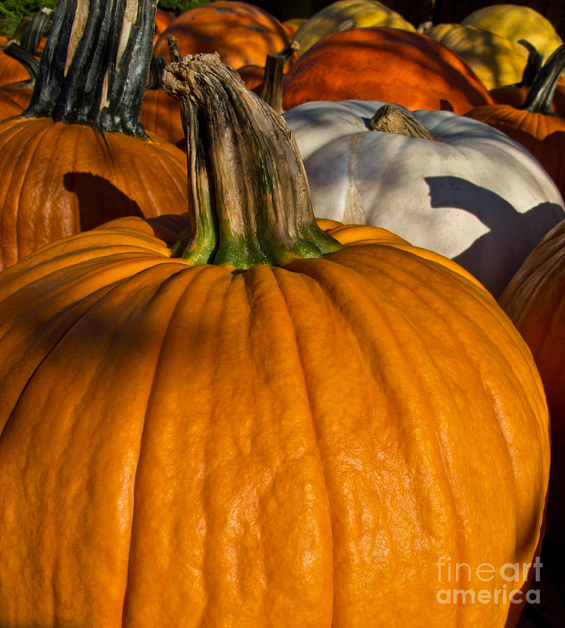 Pumpkin Harvest Photograph by Arlene Carmel