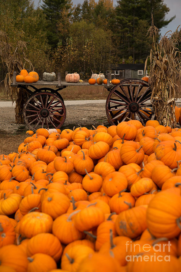 Pumpkin Harvest Photograph by Brenda Giasson