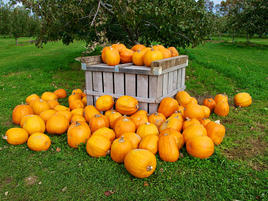 Pumpkin Harvest Photograph by David Kay