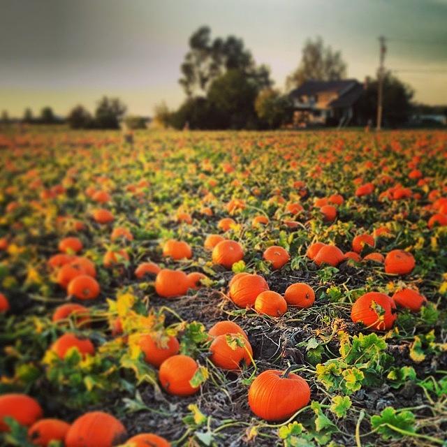 Fall Photograph - Pumpkin Harvest by J Lopez