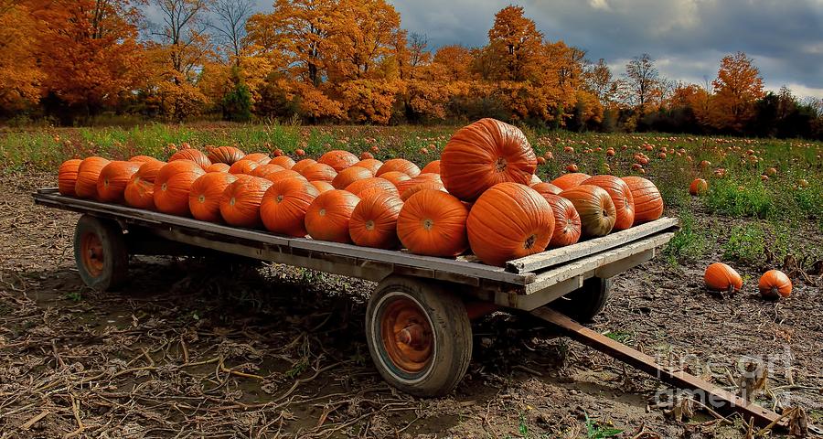 Pumpkin Harvest Photograph by Henry Kowalski