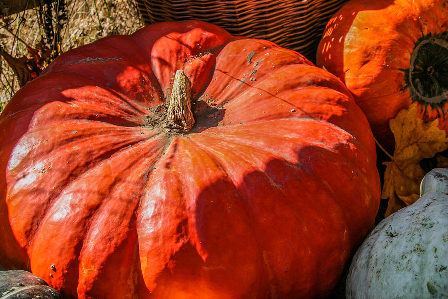 Pumpkin Photograph - Pumpkin Harvest by Pandyce McCluer