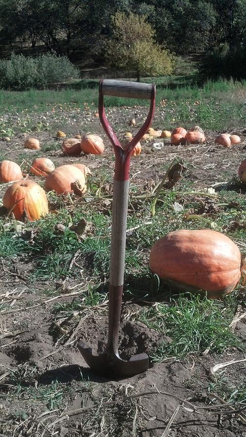 Pumpkin Harvest Photograph