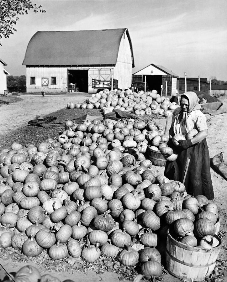 Pumpkin Harvest Photograph by Underwood Archives - Fine Art America