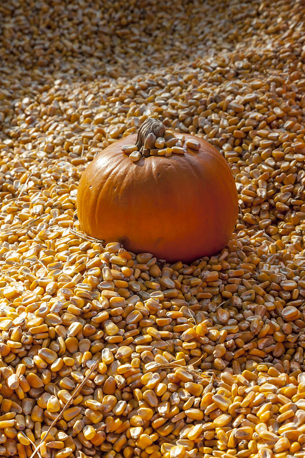 Pumpkin Photograph - Pumpkin in the Corn by Lynn Palmer