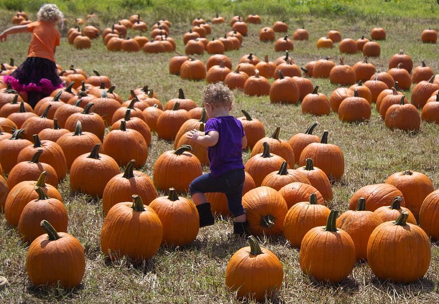 Pumpkin Jumping Photograph by Venetia Featherstone-Witty