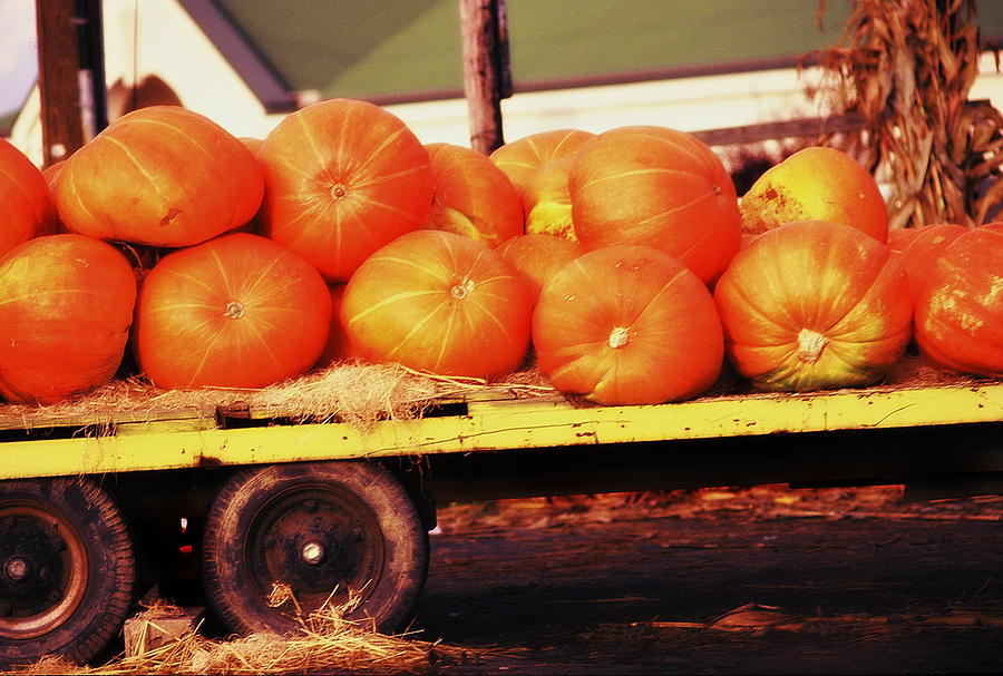 Pumpkin Load Photograph by Rodney Lee Williams