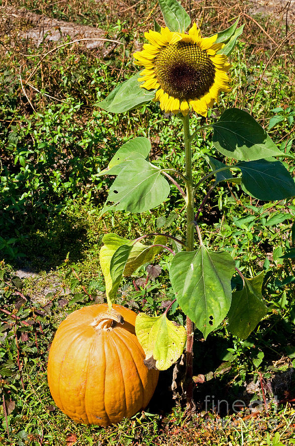 Pumpkin Photograph by Millard H. Sharp