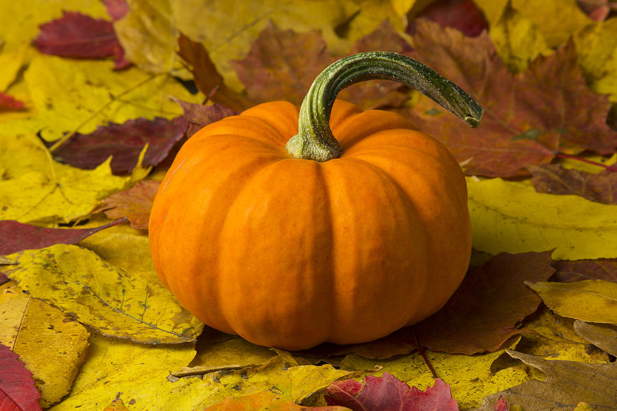 Fall Photograph - Pumpkin Mini 2 by John Brueske