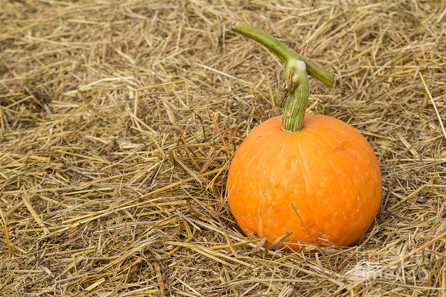 Pumpkin on the straw  Photograph by Tosporn Preede